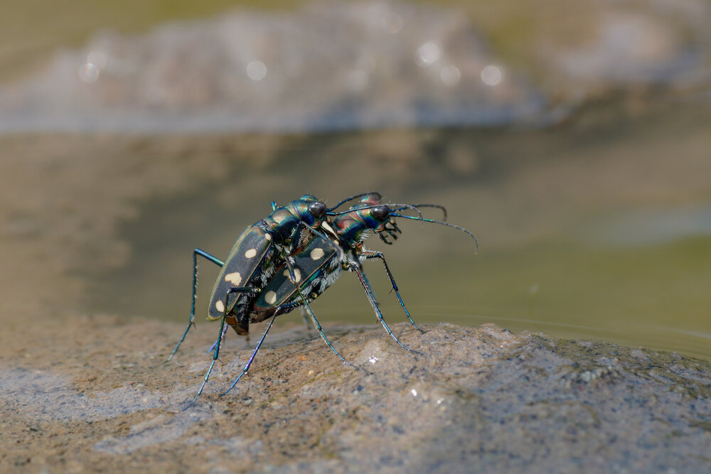 Tiger beetle