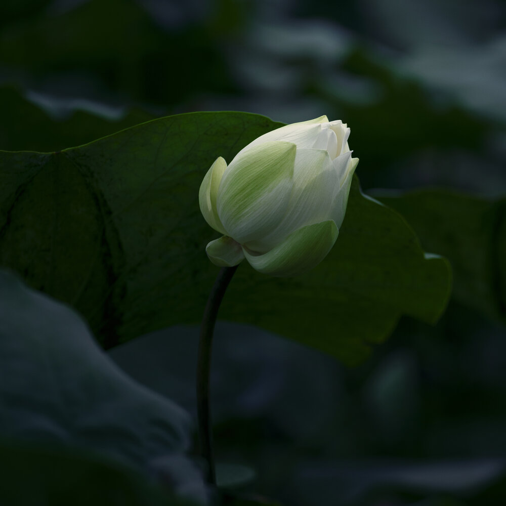 Photograph by Trần Bá Hải