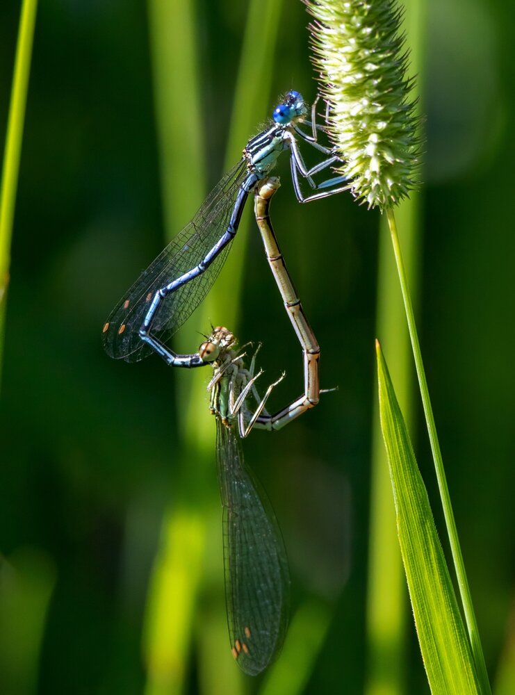 Nature\'s Heart