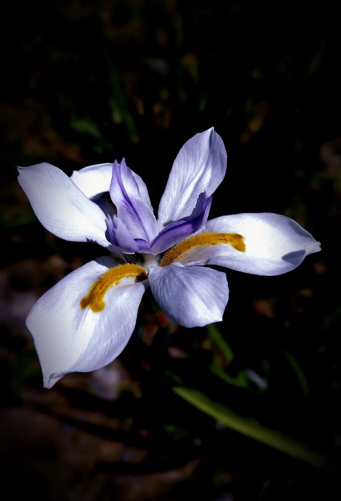 Photograph by ELLA BROD