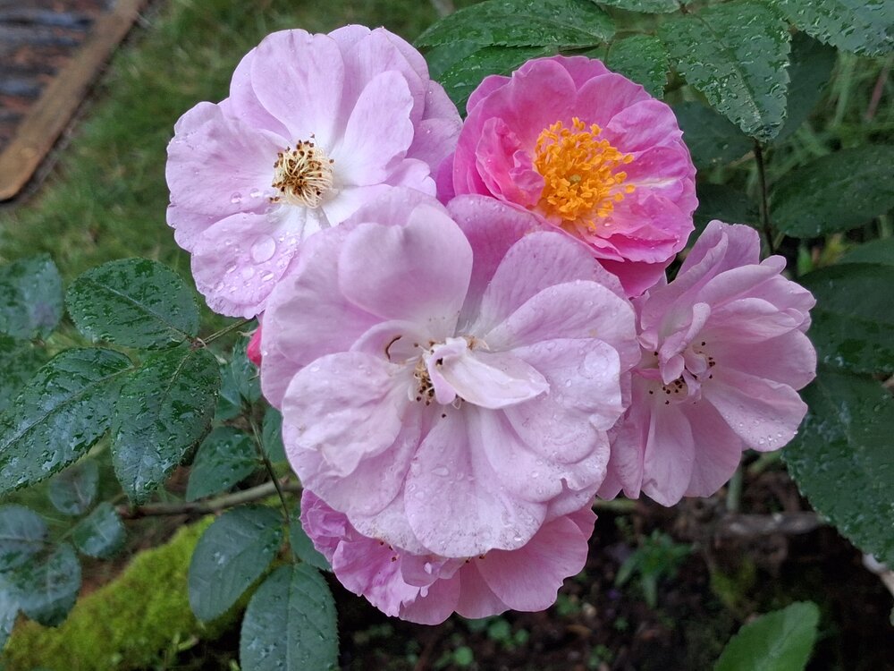 Photograph by Anitha Villalan