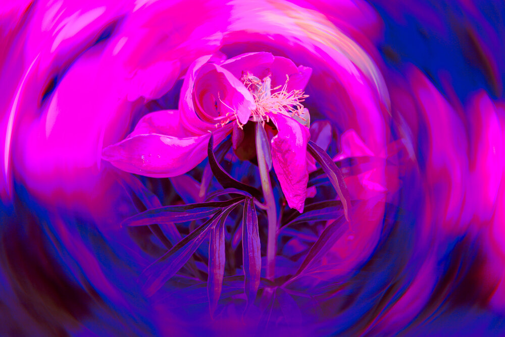 Photograph by София Птица