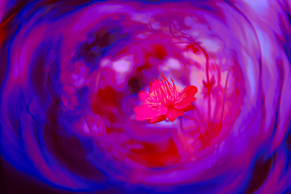 Photograph by София Птица