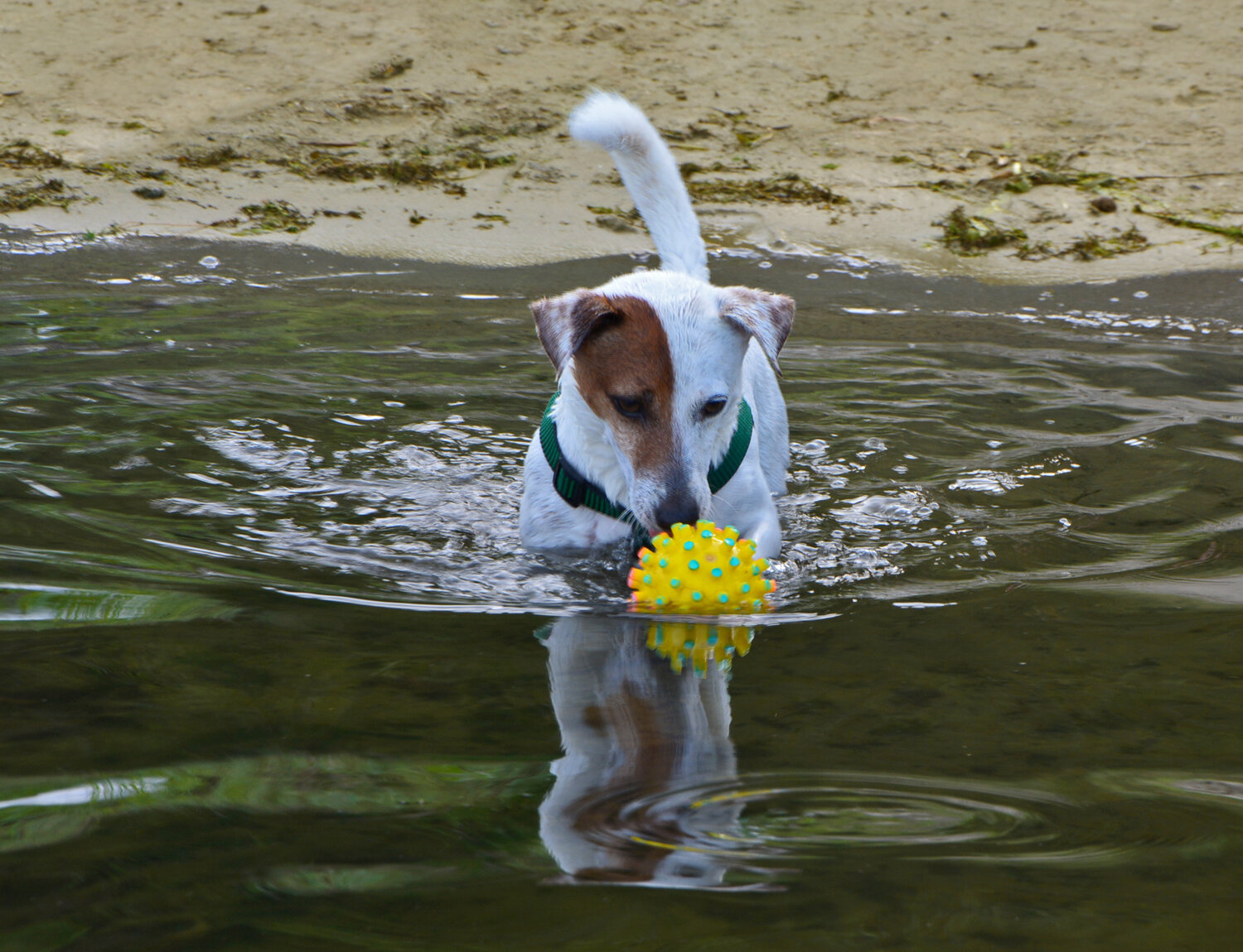 Photo #13905506