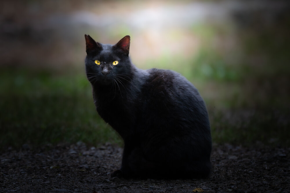 Black cat