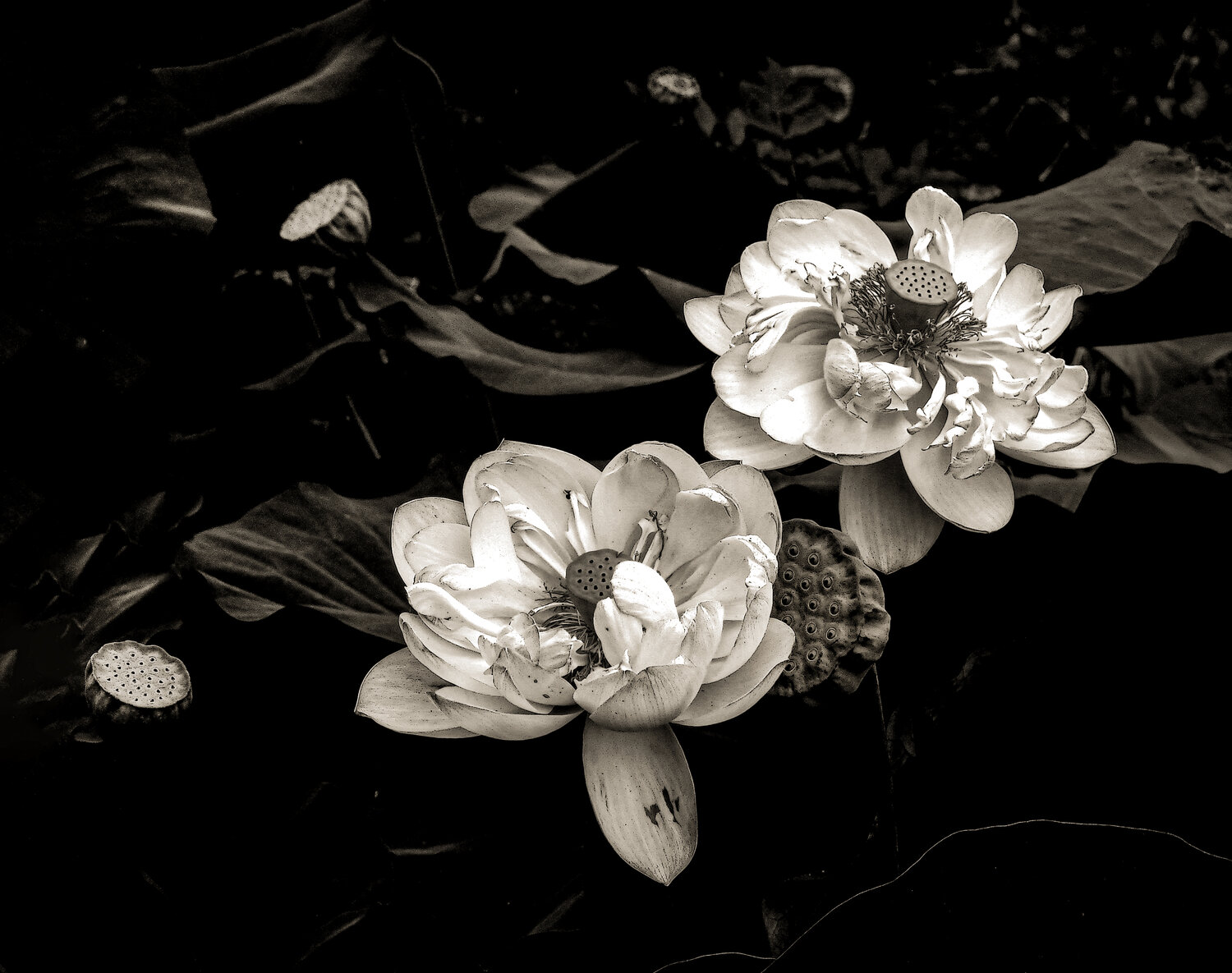Photo #13905576