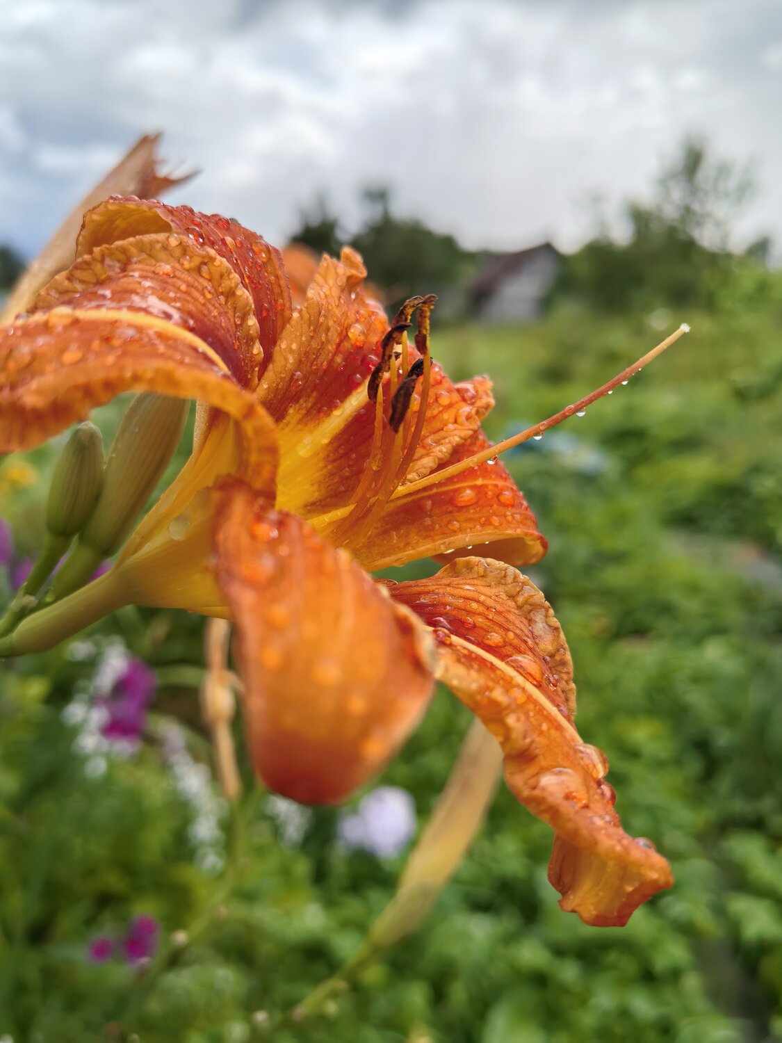 Photo #13905727