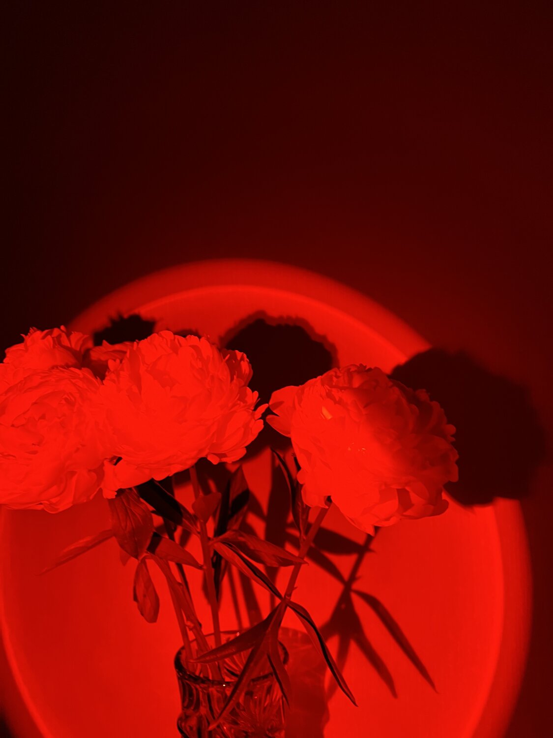 Photo #13905757