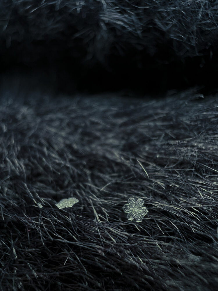 Photograph by Elvira