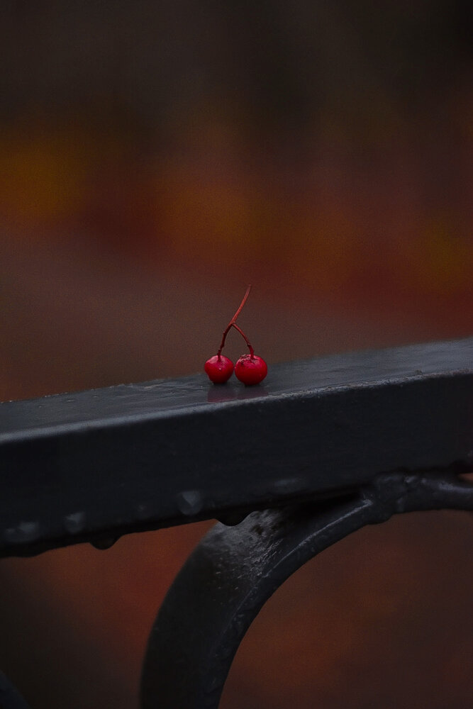 Photograph by Elvira