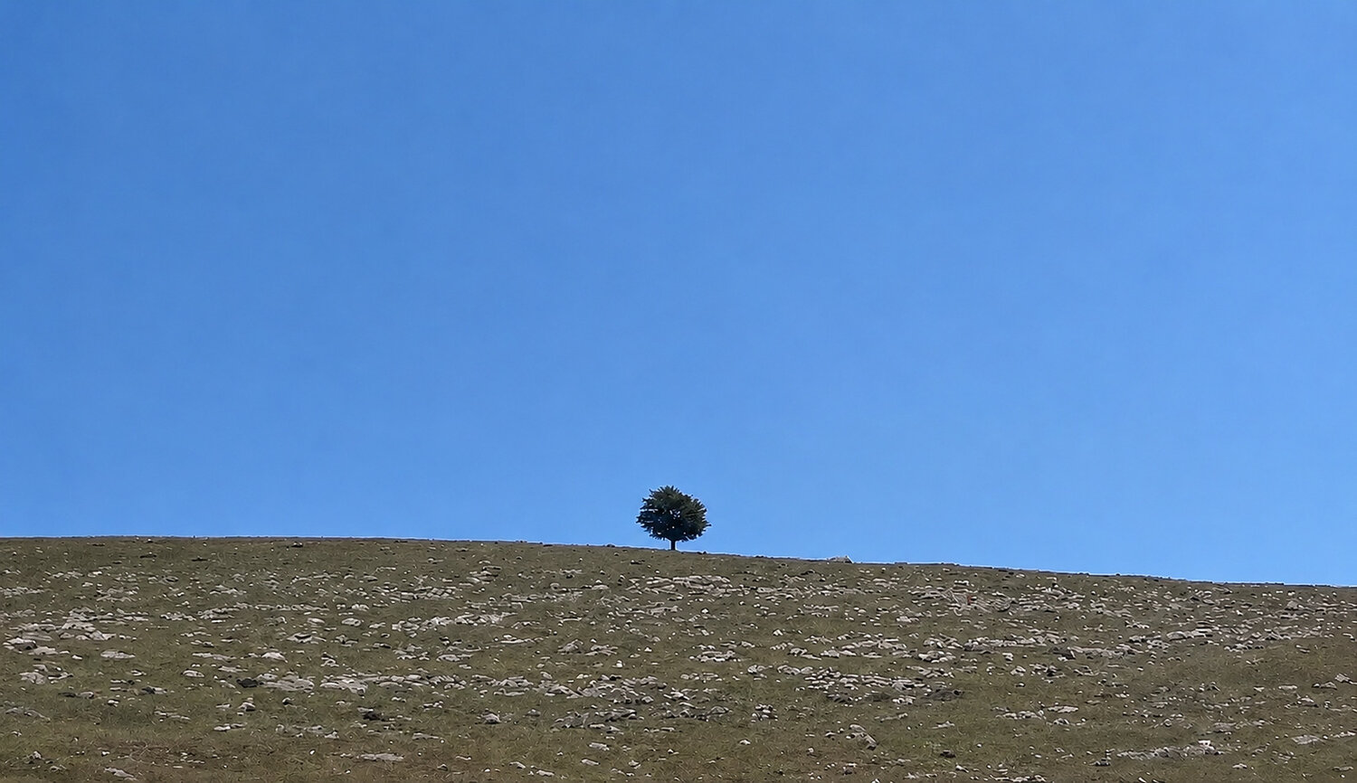 The Lone Tree.