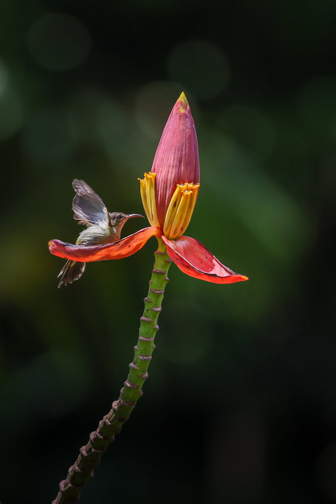 Photograph by Kannan Chinnathambi