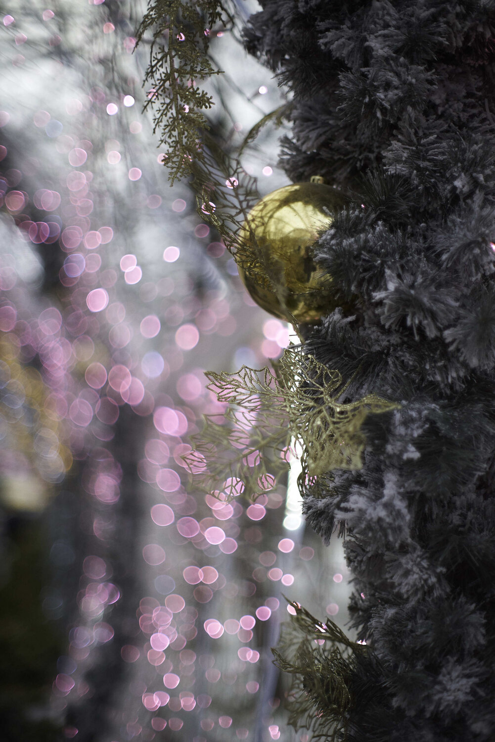 Photo #13906128