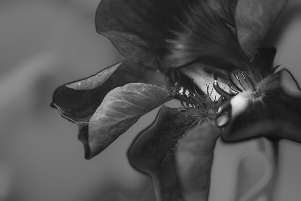 Photograph by Lydia Hebras