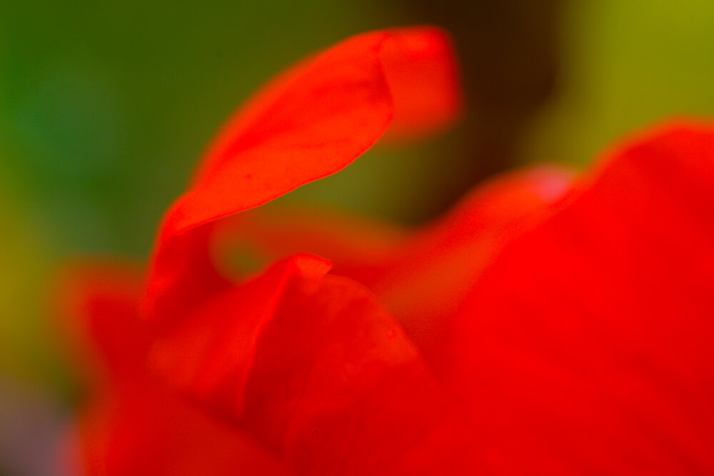 Photograph by Lydia Hebras