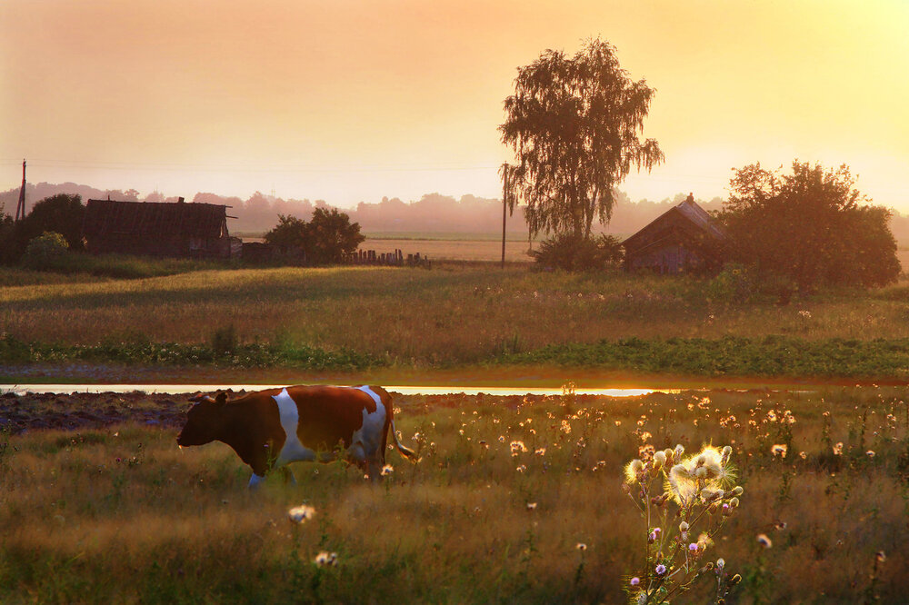 Photograph by Николай Протасеня