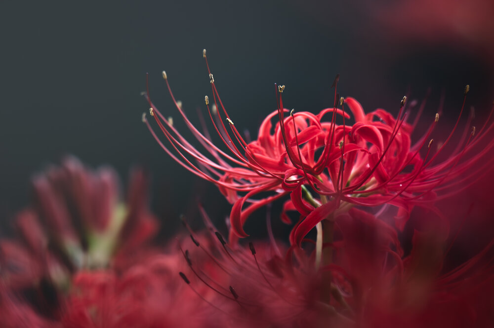 Photograph by KOSHI MASAKI