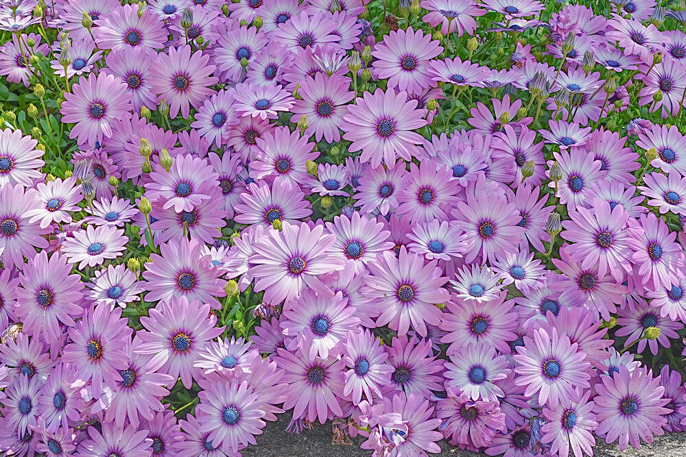 Photograph by Kuramochi Kunio