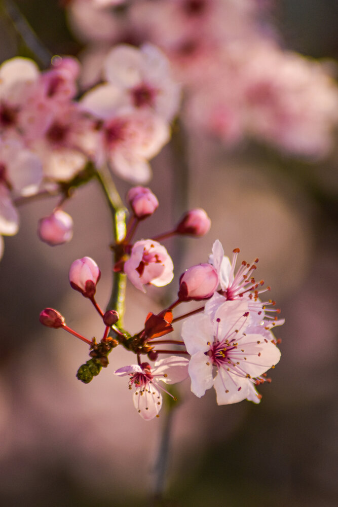 Photograph by Аlina BRAZIUL