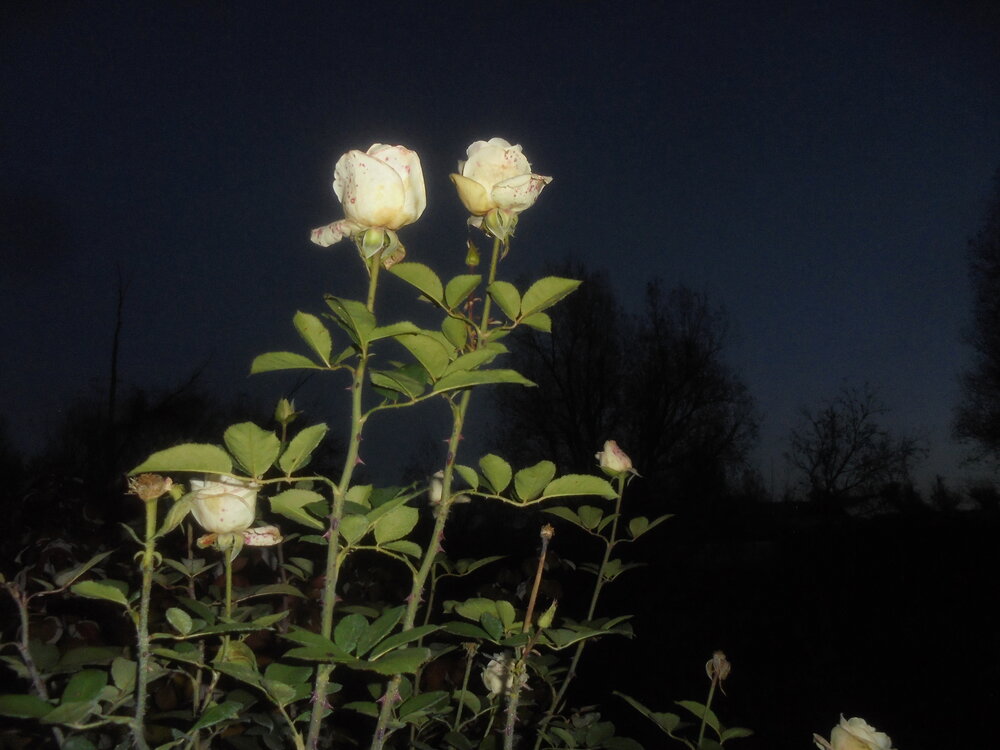 Photograph by Лилия Исхакова