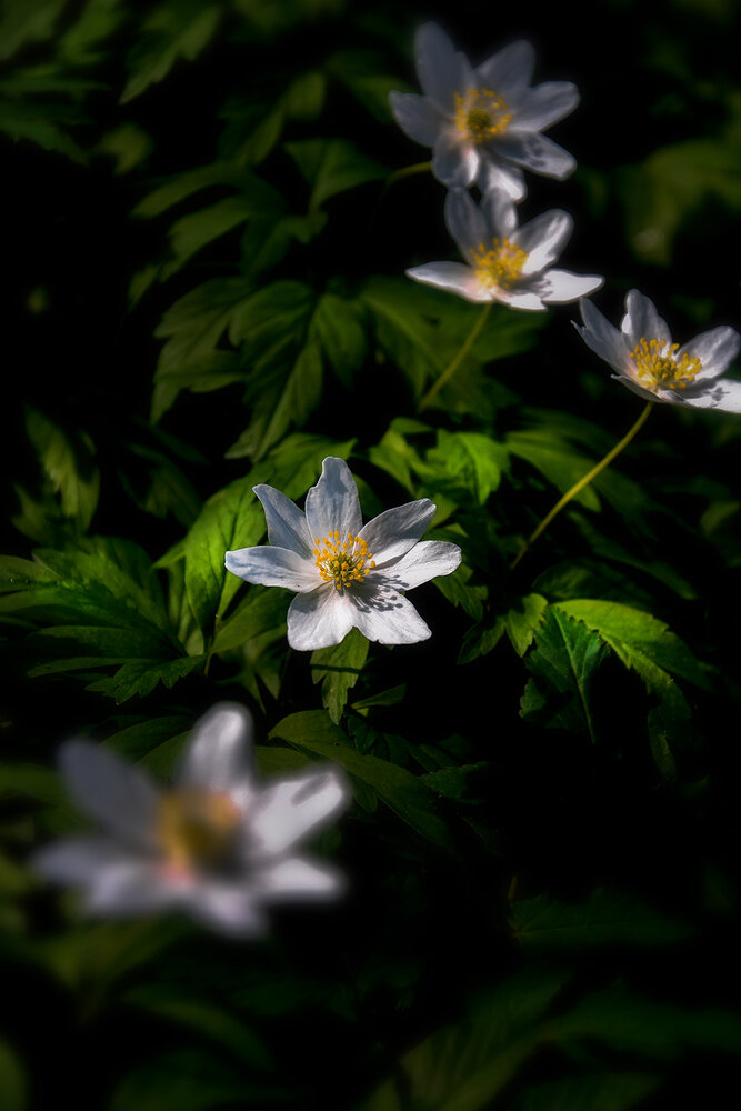Photograph by Волоцков Александр