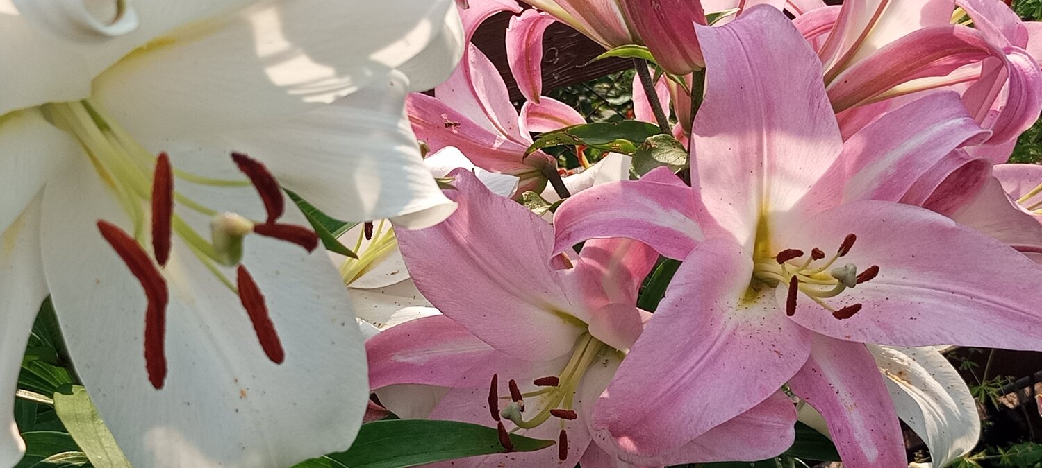 Photo #13907042