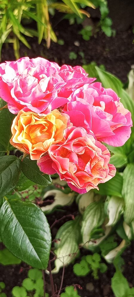 Photo #13907043