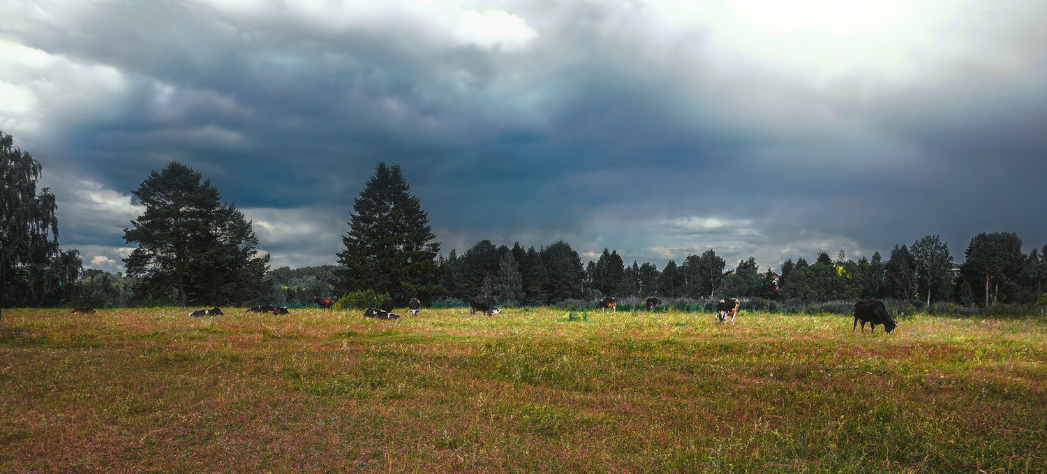 Photo #13907075