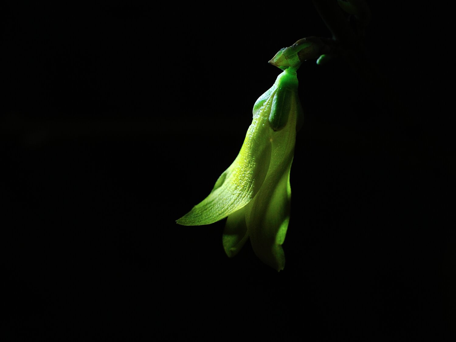 Photo #13907237