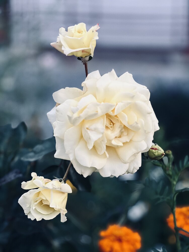 Photograph by Сюзанна