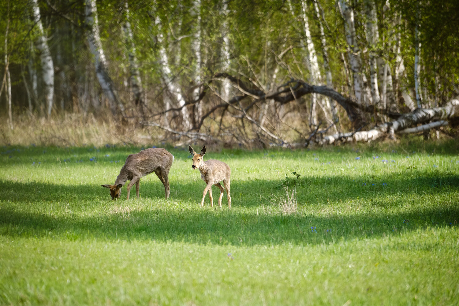 Photo #13907353