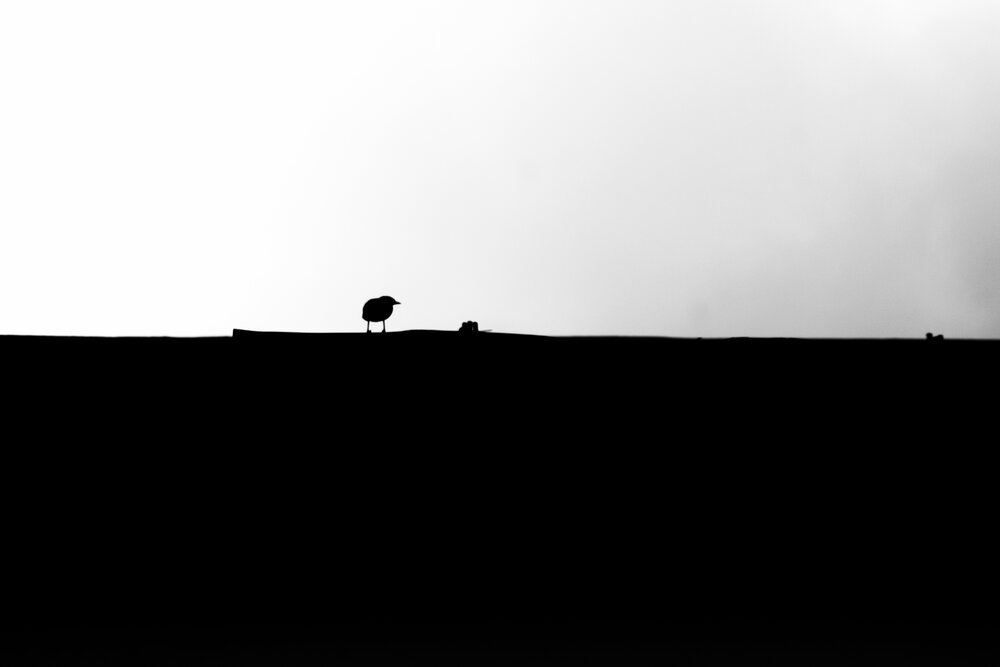 Photograph by Sheuli Akther