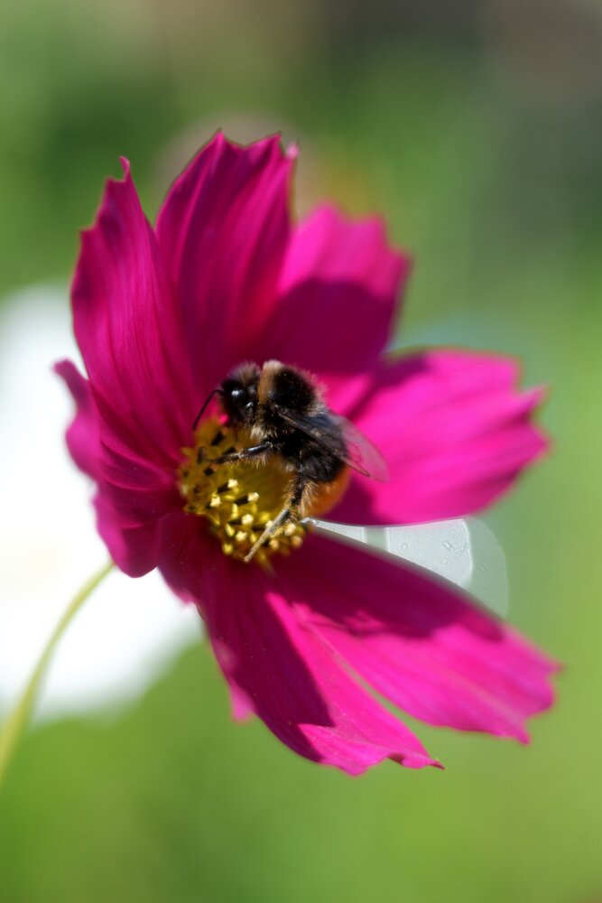 bumblebee