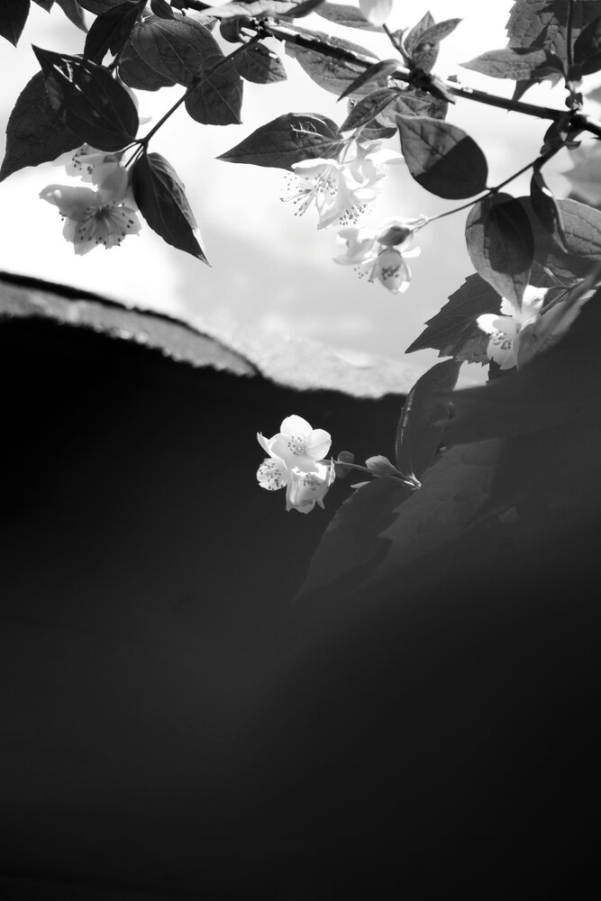Photo #13907546