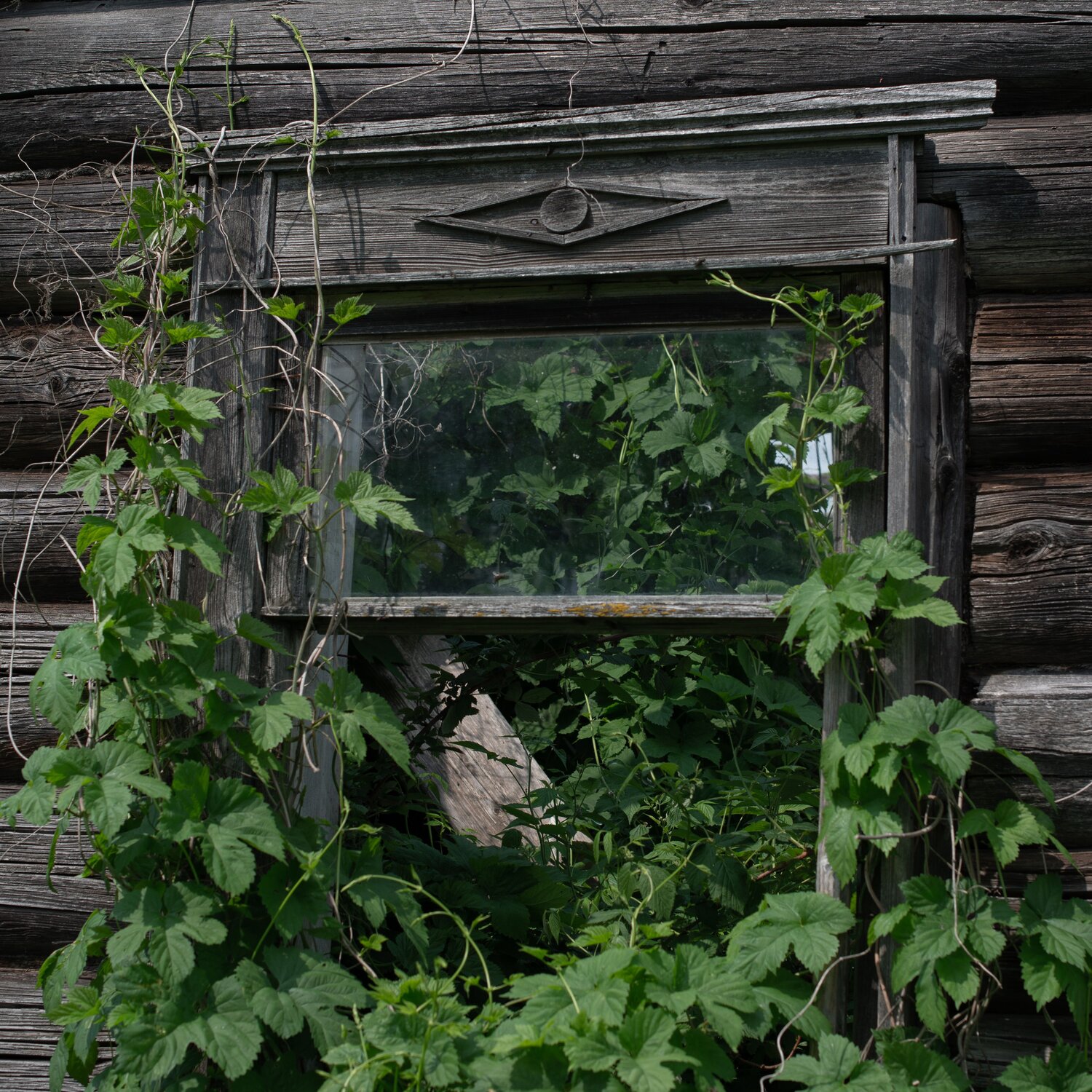 Photo #13907579
