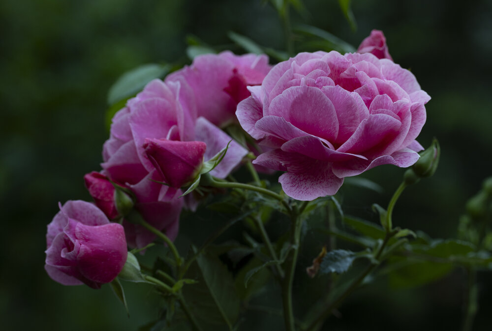 Photograph by Алена Волкова