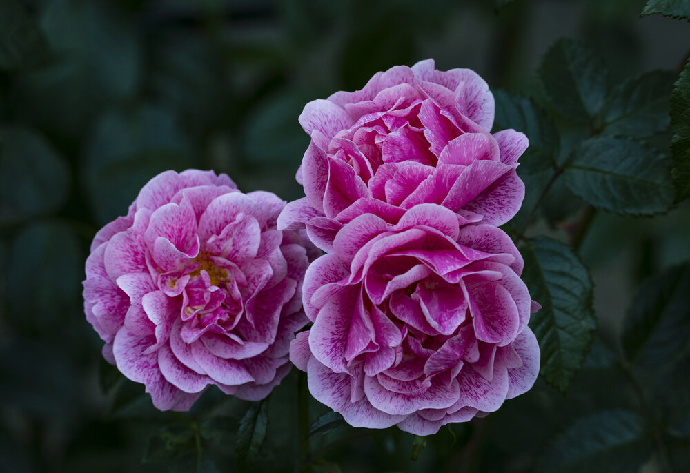 Photograph by Алена Волкова