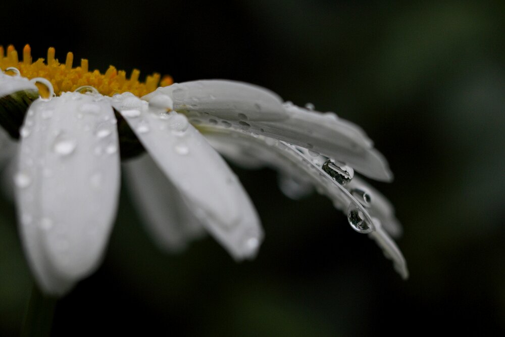 Photograph by Elena Bogomolova