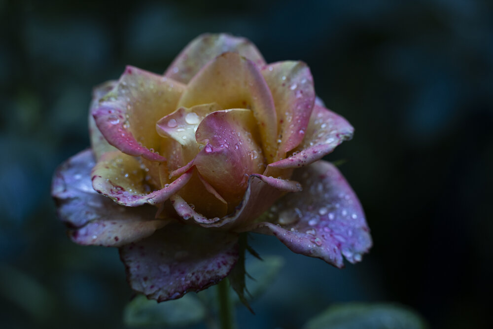Photograph by Алена Волкова
