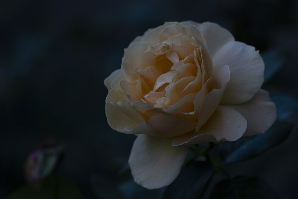 Photograph by Алена Волкова