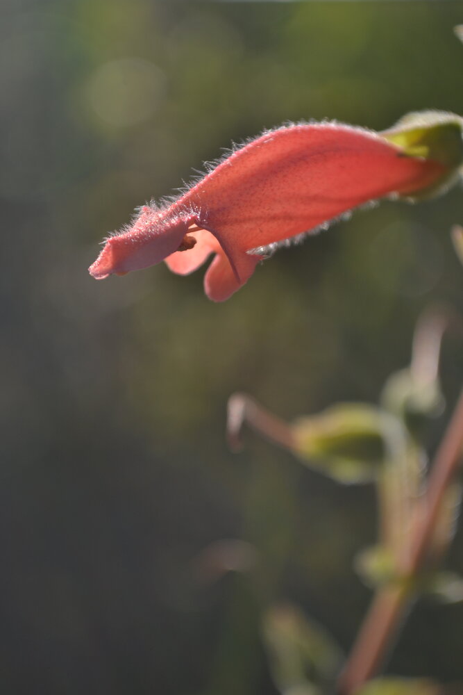 Photograph by Gildo de Campos Correa