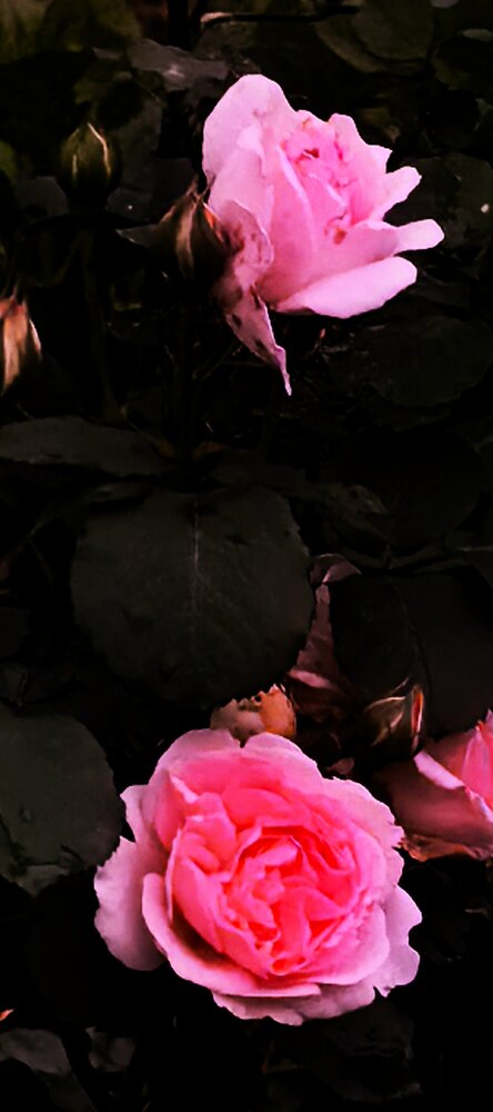 Photo #13907834