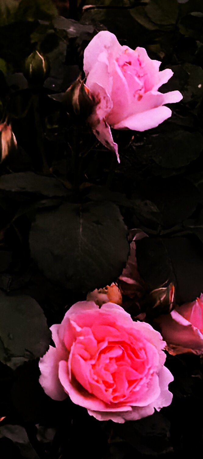 Photo #13907834