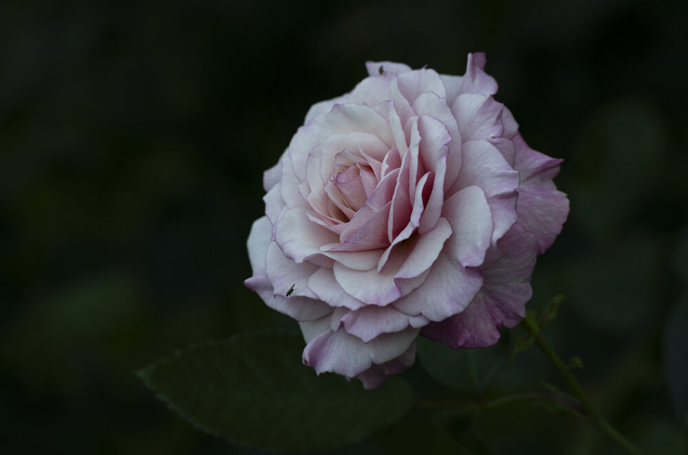 Photograph by Алена Волкова