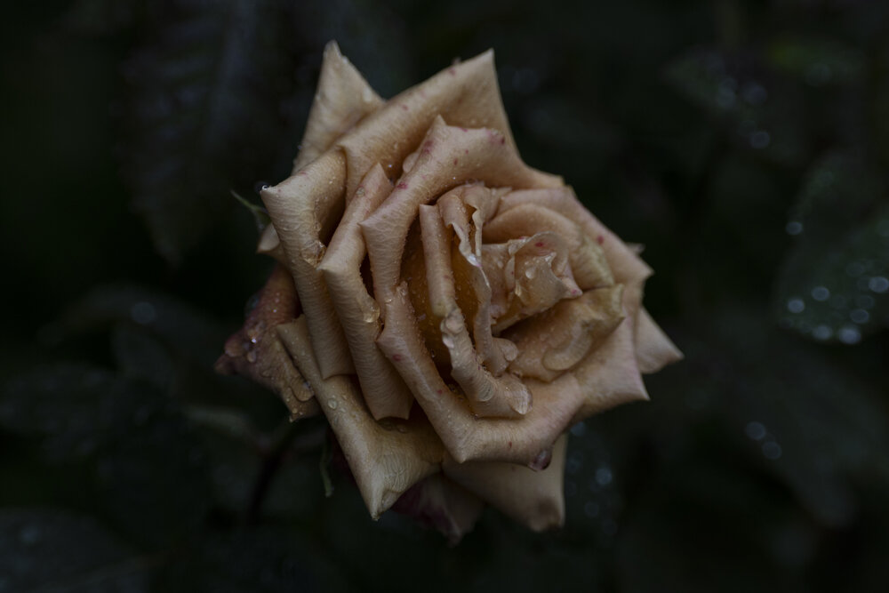 Photograph by Алена Волкова