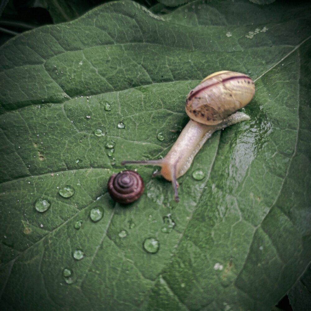 Photograph by Галина Пылаева