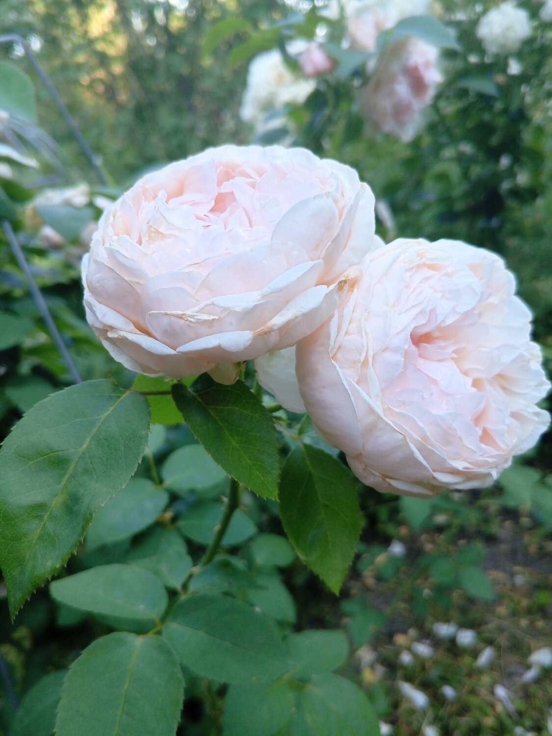 Photo #13907978