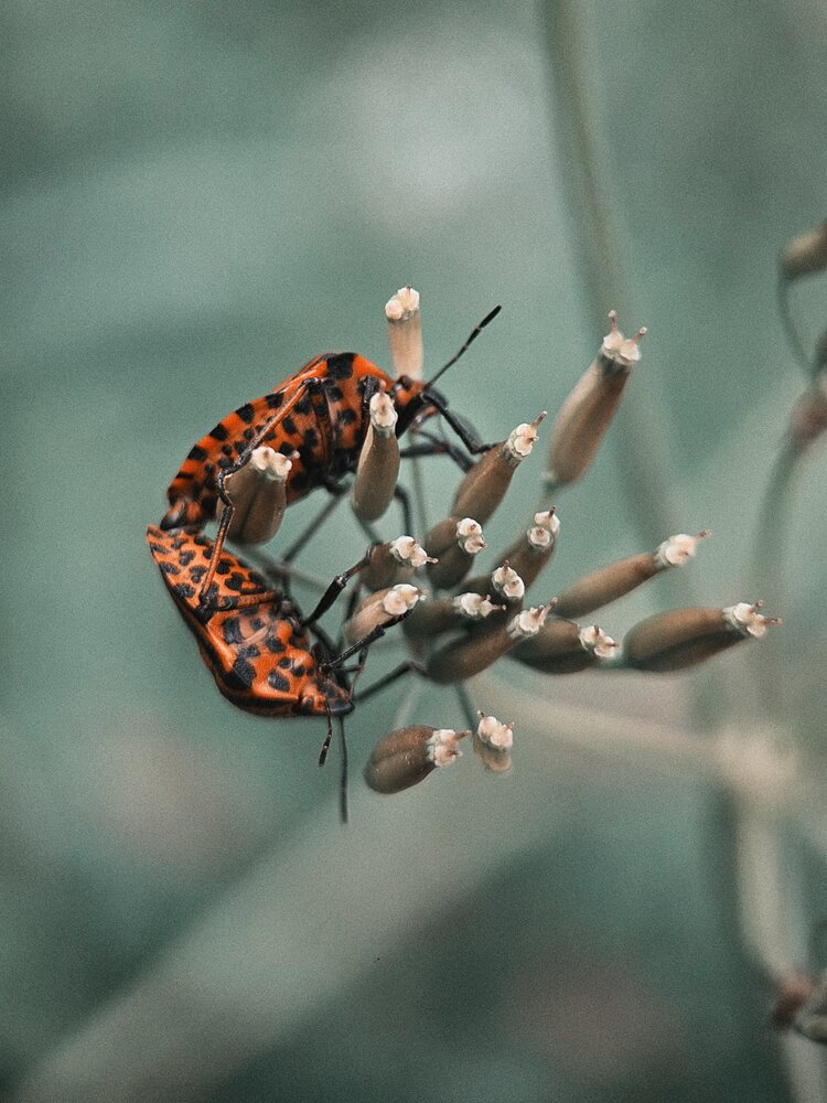 Photograph by Наталья Тополевская