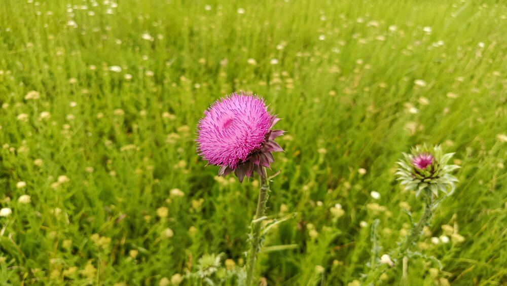 Photo #13908040