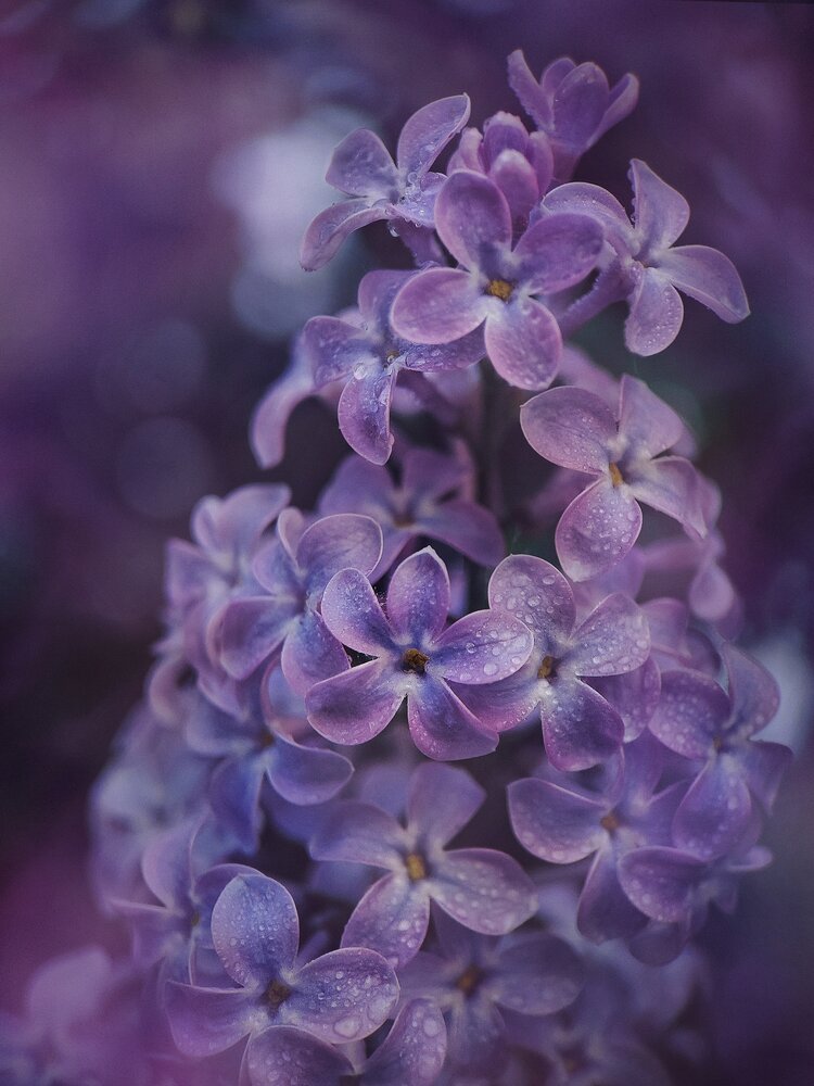 Photograph by Неро Миллена